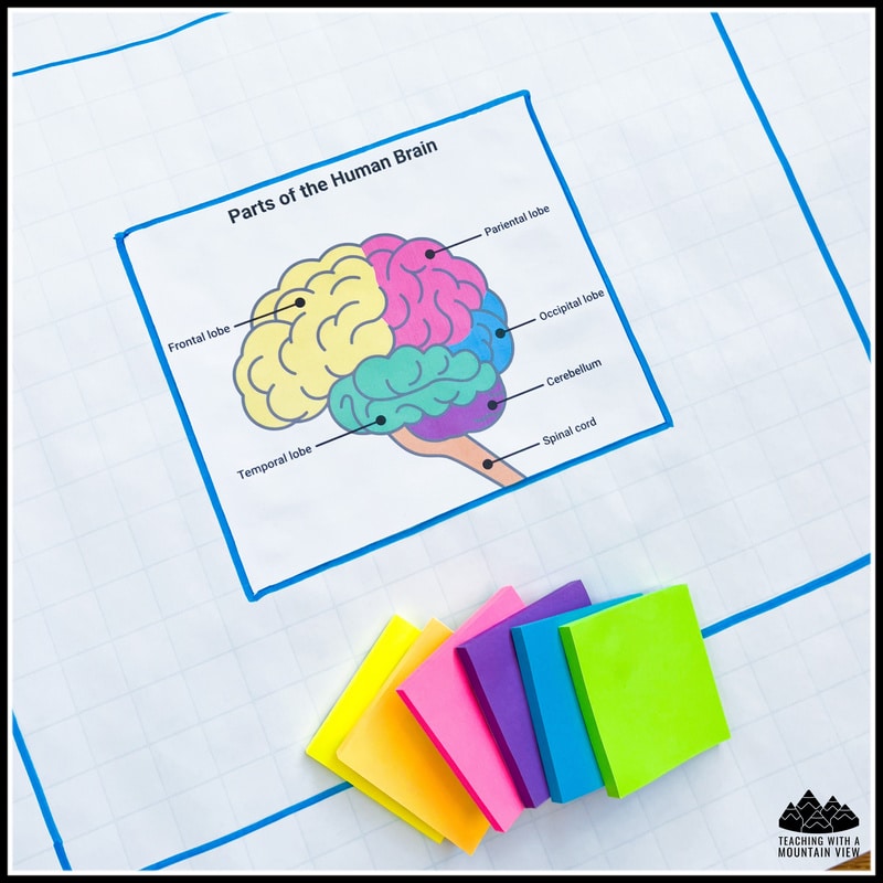 parts of the human brain anchor chart